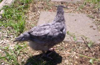 26625_grey.jpg