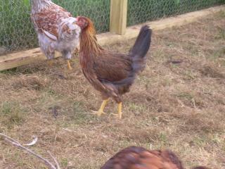 26625_welsummerpullet.jpg