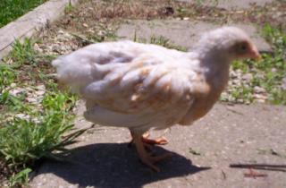 26625_whitebrown.jpg