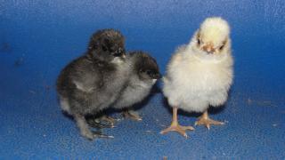 26643_chicks_004.jpg