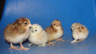 26643_chicks_005.jpg