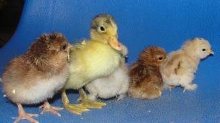 26643_chicks_006.jpg
