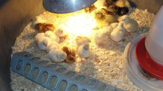 26643_chicks_008.jpg
