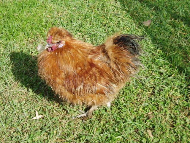 26652_chickens_002.jpg