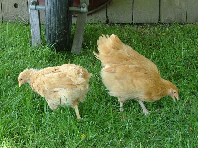 2666_chicks_8_weeks.jpg