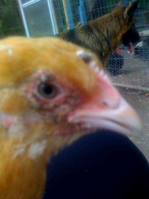 26709_eva_poxy_bird_1.jpeg