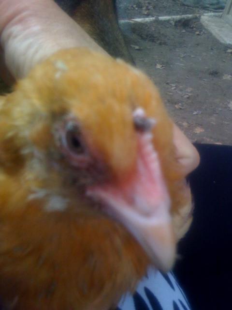 26709_eva_poxy_bird_2.jpeg
