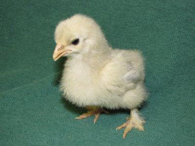 26709_evas_new_myster_chick.jpg