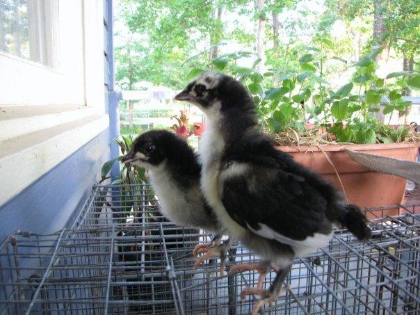 26709_mystery_chicks.jpeg