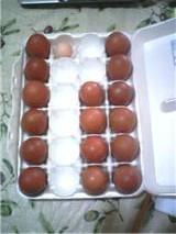 26710_bcm_eggs.jpg