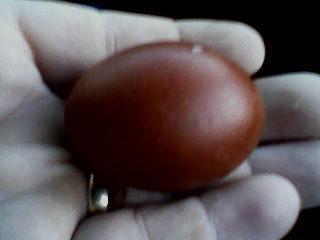 26710_black_copper_marans_egg.jpg