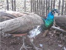 26710_new_peacock.jpg