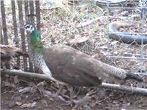 26710_new_peafowl.jpg