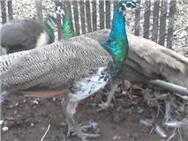 26710_new_peafowl2.jpg