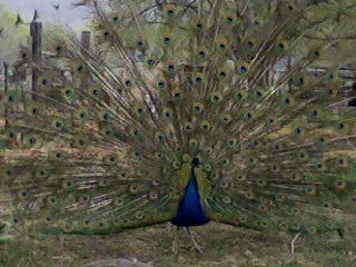 26710_peafowl.jpg