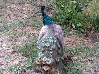 26710_peahen.jpg