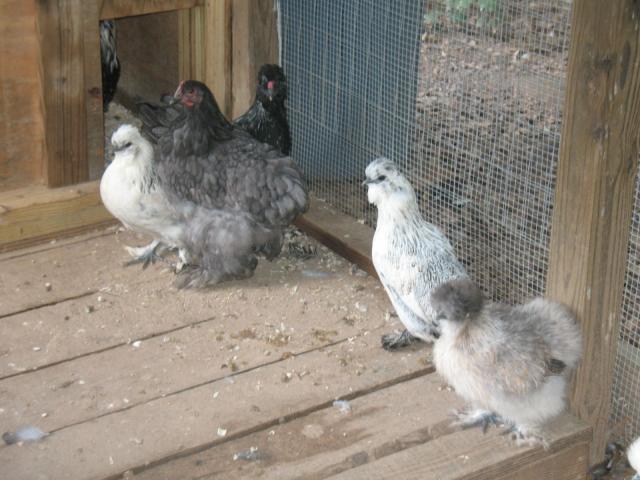 26741_breeds2009-10-11_14.jpg