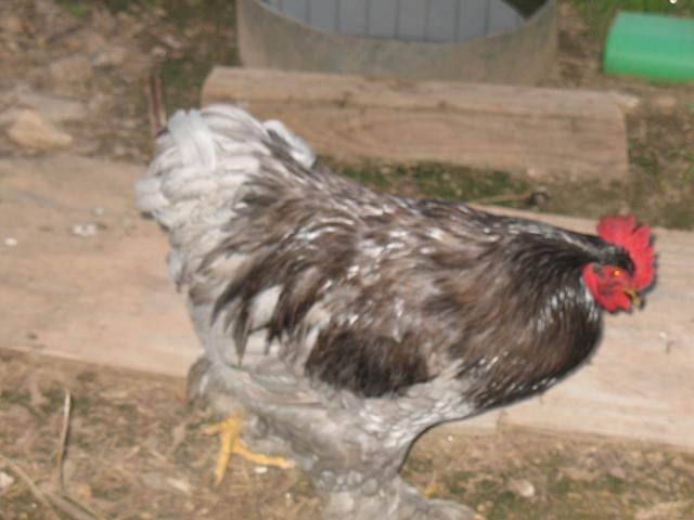 26741_chickens_001.jpg