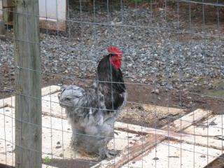 26741_garden_014.jpg