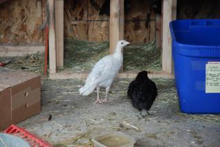 26773_chickens_and_turkeys_006.jpg