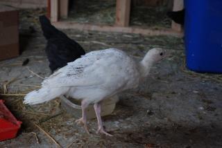 26773_chickens_and_turkeys_012.jpg