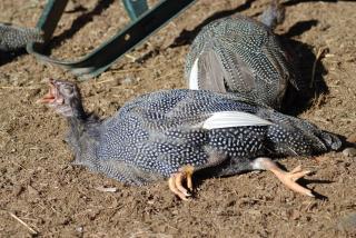 26773_keet_nap_020.jpg