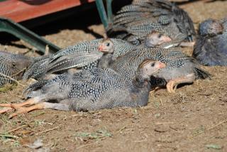 26773_keet_nap_031.jpg