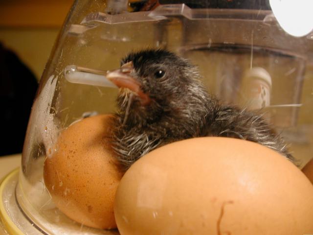 26805_first_chick.jpg