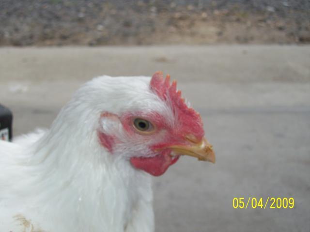 26808_100_1001.jpg