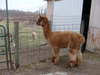26841_chickens_and_alpacas_2010_3_24_012.jpg