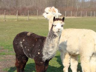 26841_chickens_and_alpacas_2010_3_24_103.jpg