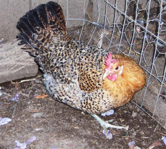 26851_buttercup_hen.jpg