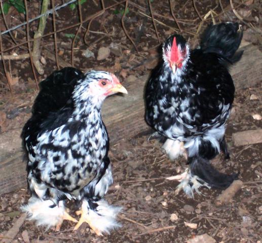 26851_mottled_cochin_bantams.jpg