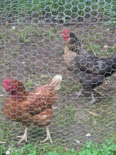 26854_chickens_and_coop_007.jpg