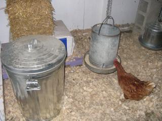 26854_chickens_and_coop_011.jpg