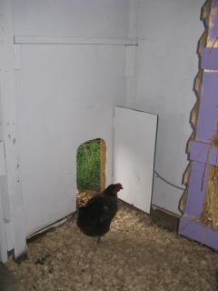 26854_chickens_and_coop_015.jpg