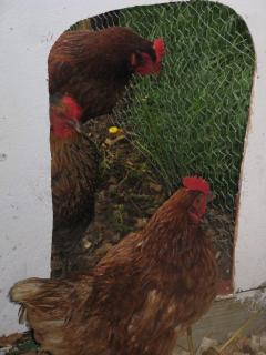26854_chickens_and_coop_023.jpg