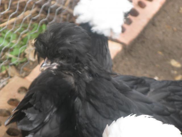 26854_mystery_chick_2011_001.jpg