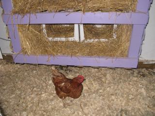 26854_nest_boxes_001.jpg