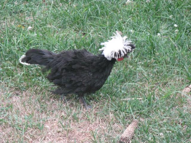 26854_polish_chicks_2_months_001.jpg