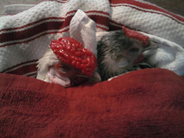 26854_spoiled_chickens.jpg