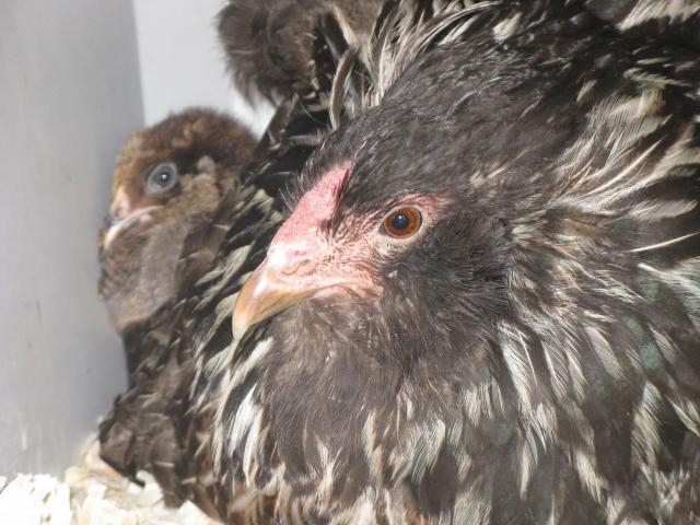 26854_swap_blocks_chicks_canning_001.jpg