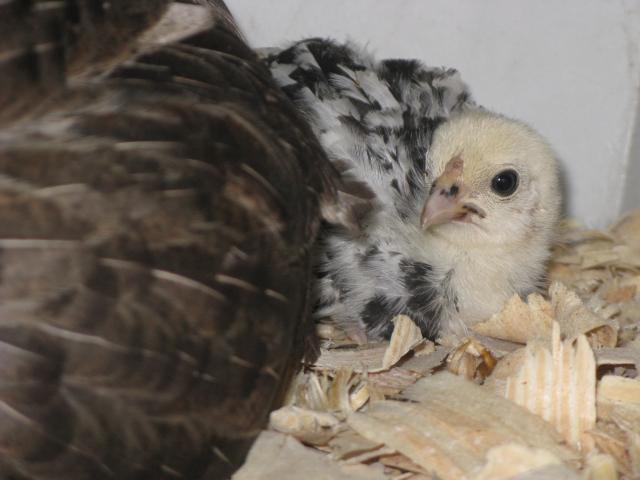 26854_swap_blocks_chicks_canning_002.jpg