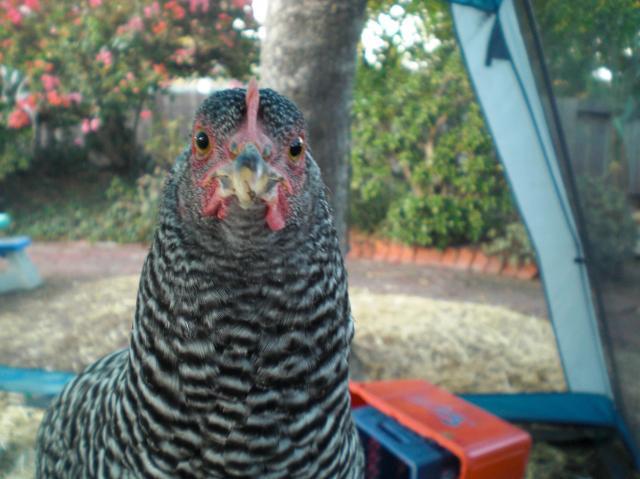 26910_cimg0997.jpg