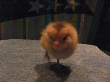26910_sany0083.jpg