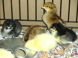 26911_dscn0571.jpg