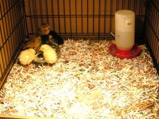 26911_dscn0576.jpg