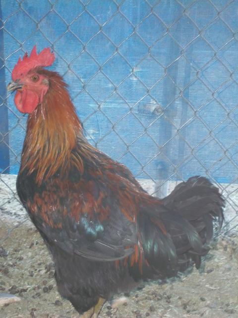 26956_100_0694.jpg