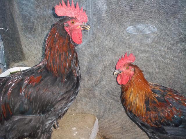 26956_100_0697.jpg