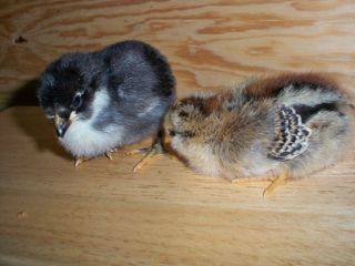 26987_chicks.jpg